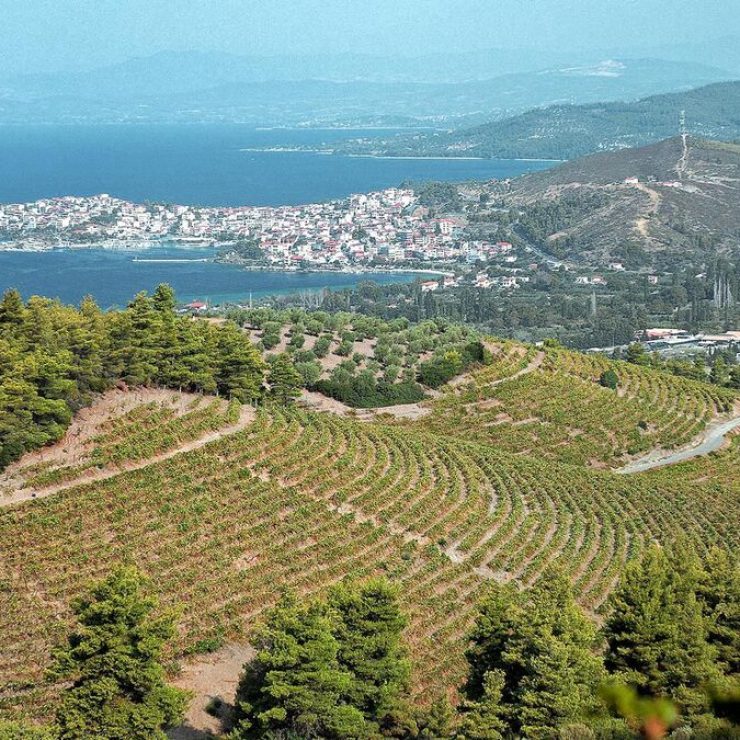 Following the wine routes of Halkidiki.